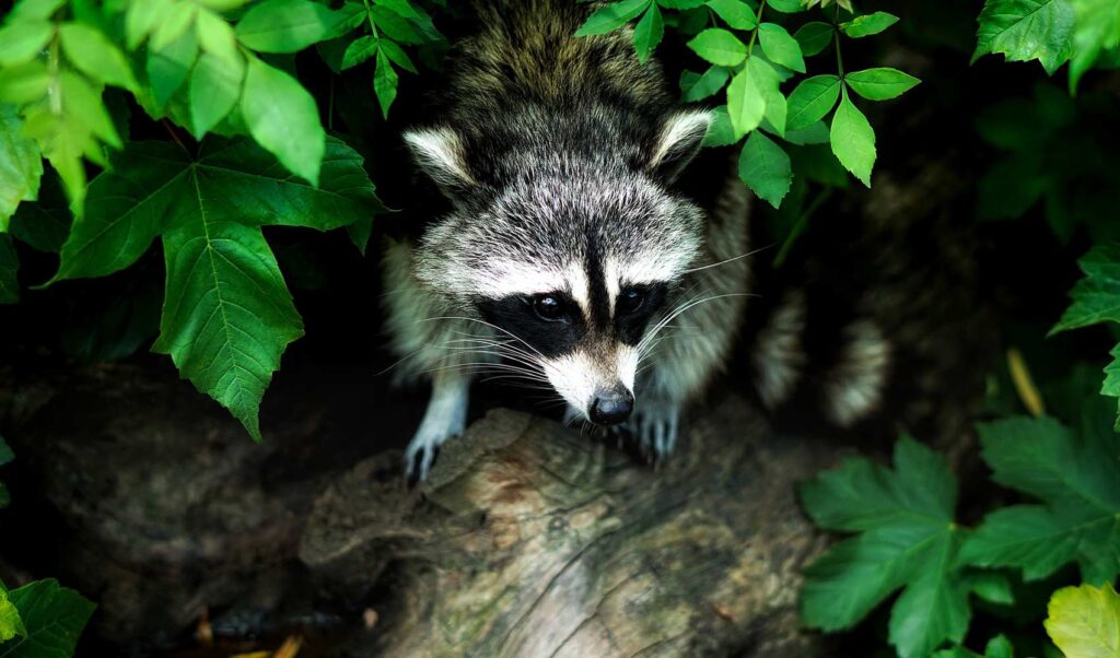 Vivamus aliquam ornare sapien, a suscipit nisi convallis veltiam gravida felis nec. Fusce molestie semsit sed interdum anteamet adipiscing risus.